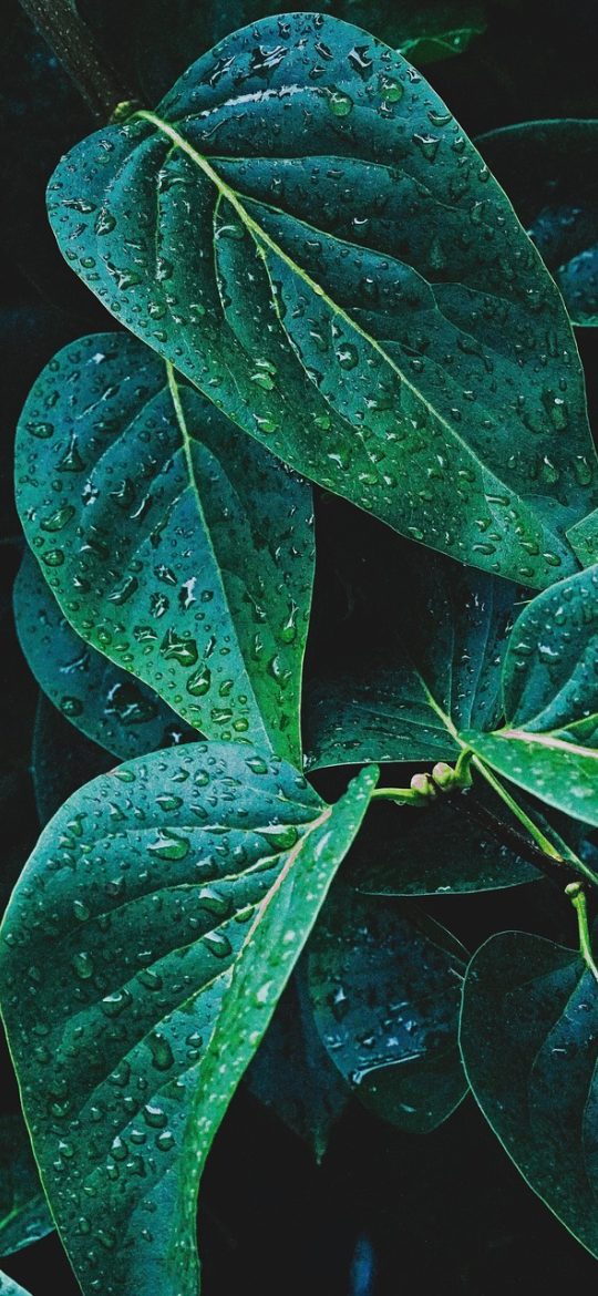 yandwx App 设置界面截图，深色模式下排列着显示、同步与缓存清理选项，配色沉稳，夜间使用不刺眼